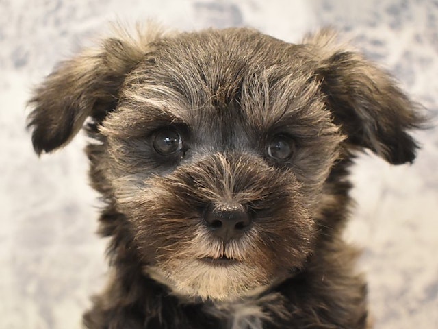 神奈川県のハーフ犬・ミックス犬 (ペッツワン相模原愛川インター店/2024年3月8日生まれ/男の子/ソルトペッパー)の子犬